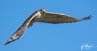 Ferruginous Hawk - Buteo regalis