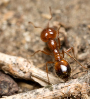 Southern fire ant - Solenopsis xyloni