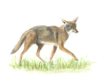 Coyote - Canis latrans