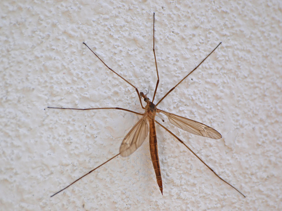 Crane fly - Tipula (triplicitipula) praecisa