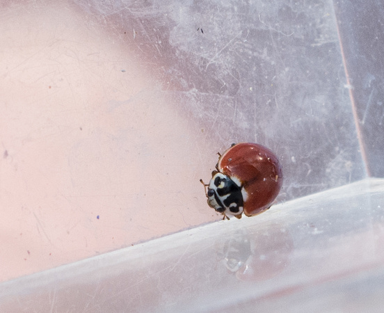 Western blood-red lady beetle - Cycloneda polita