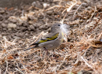 Lawrence's Goldfinch- Spinus lawrencei