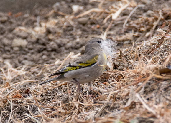 Lawrence's Goldfinch- Spinus lawrencei