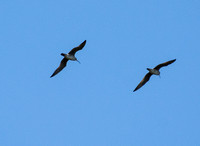 Long-billed Curlew - Numenius americanus