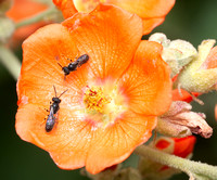 Masked bee - Hylaeus sp.