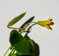 Woodsorrel - Oxalis sp.