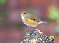 Red-flanked Bluetail - Tarsiger cyanurus