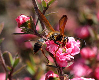 Grass carrying wasp - Isodontia elegans