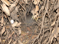 Funnel webs