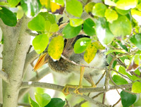 Green Heron - Butorides virescens