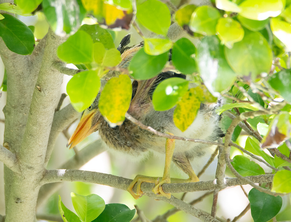 Green Heron - Butorides virescens