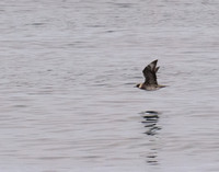 Pomarine Jaeger - Stercorarius pomarinus