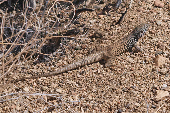 Great Basin Whiptail - Aspidoscelis tigris tigris