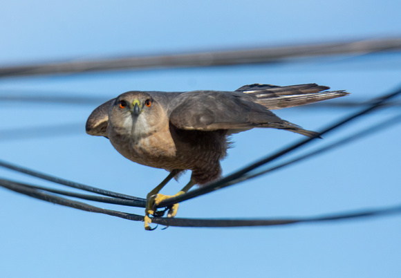 Cooper's Hawk - Astur cooperii