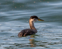 Red-necked Grebe - Podiceps grisegena