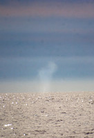 Fin Whale- Balaenoptera physalus (blow on the hoizon)