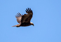 Golden Eagle - Aquila chrysaetos