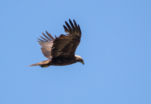 Golden Eagle - Aquila chrysaetos