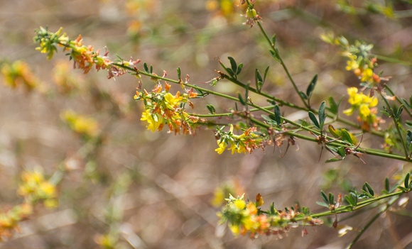 Common Deerweed (California Broom) - Acmispon glaber