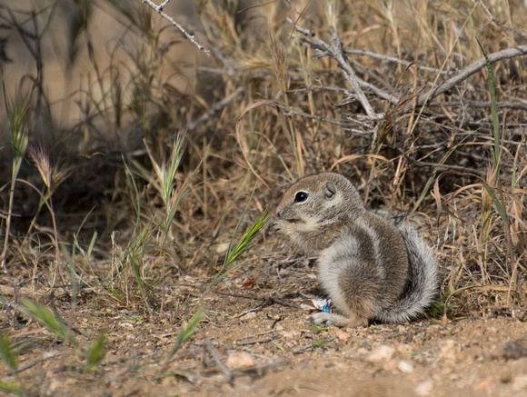 White-tailed Antelope Squirrel - Ammospermophilus leucurus