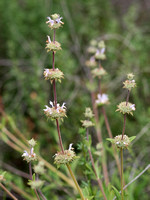 Black sage - Salvia mellifera