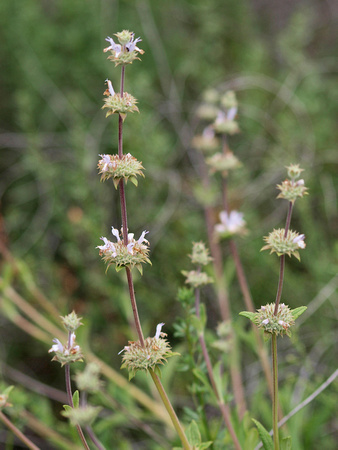 Black sage - Salvia mellifera