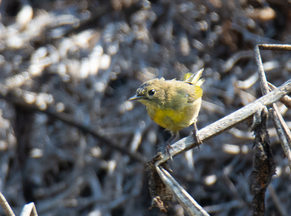 Common Yellowthroat - Geothlypis trichas