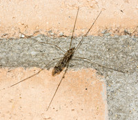 Crane fly - Unidentified sp.