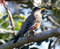 American Robin - Turdus migratorius