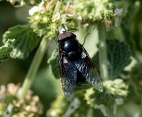 Cactus fly - Copestylum mexicanum