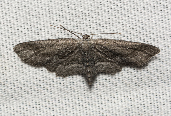 Geometer moth  - Aethaloida packardaria