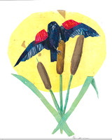Red-winged Blackbird - Agelaius phoeniceus, Cattails - Typha,