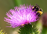 California bumble bee - Bombus californicus