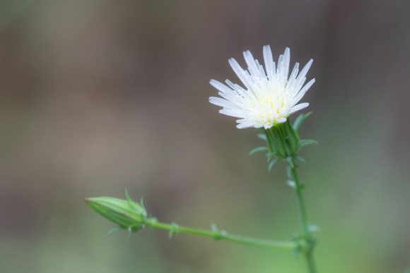 California Chicory - Rafinesquia californica