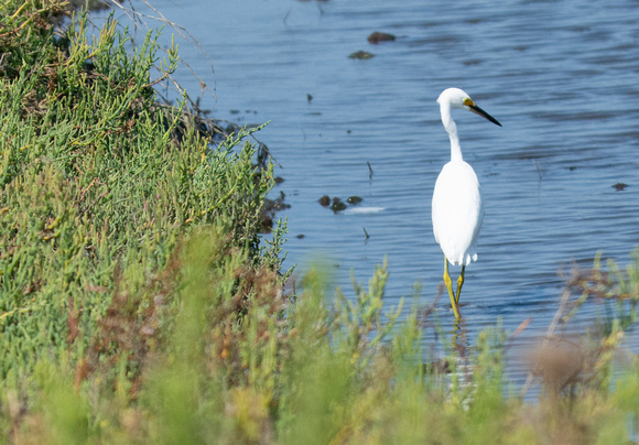 Snowy Egret - Egretta thula