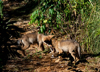 Coyote - Canis latrans