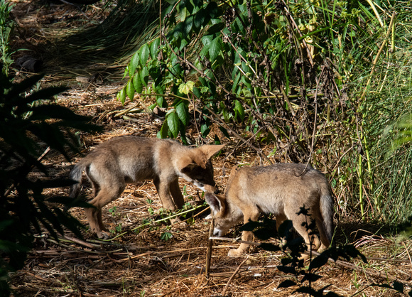 Coyote - Canis latrans