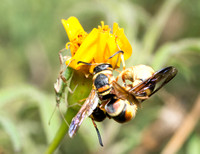 Mason wasp - Euodynerus hidalgo