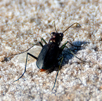 Wetsalts Tiger Beetle - Cicindela haemorrhagica