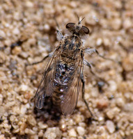 Robber fly? Family Asilidae??