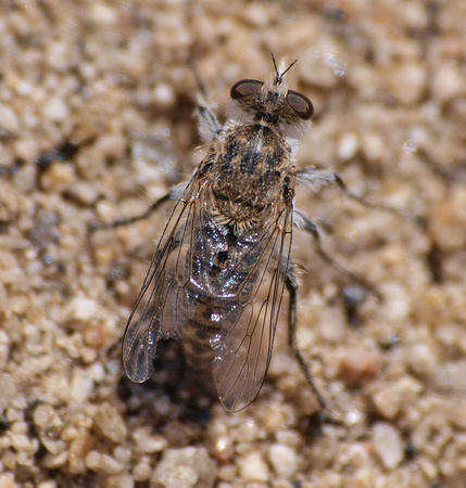 Robber fly? Family Asilidae??