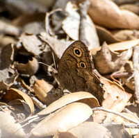 Great Basin Wood Nymph - Cercyonis sthenele