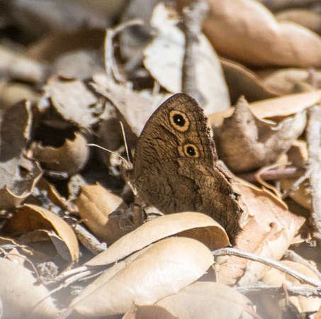 Great Basin Wood Nymph - Cercyonis sthenele