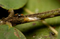 Tipu psyllid - Platycorypha nigrivirga