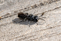 Square-headed wasp - Pison sp.