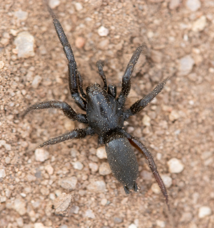 Ground spider -Unidentified sp