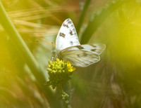 Checkered White - Pontia protodice