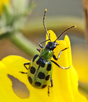 Western spotted cucumber beetle - Diabrotica undecimpunctata undecimpunctata