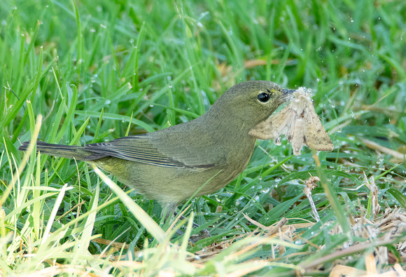 Orange-crowned Warbler - Leiothlypis celata, Corn Earworm Moth - Helicoverpa zea