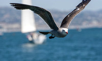 Heerman's Gull - Larus heermanni